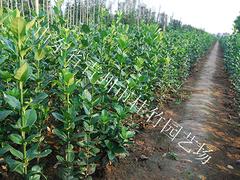 想要超值的綠化竹子就來桂竹園藝，邯鄲綠化竹子