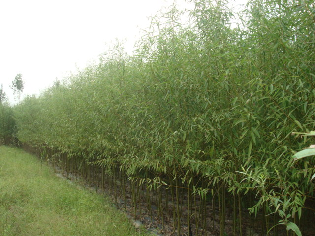 【專業批發美國竹柳苗】山東竹柳苗基地批發市場-山東蘭田苗木