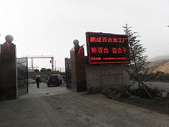 甘肅哪里供應的蘭州鮮百合價格實惠，固原蘭州鮮百合那家好吃
