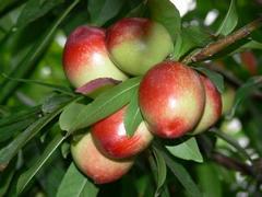 山東專業(yè)的金秋紅蜜桃苗生產(chǎn)基地，專業(yè)種植金秋紅蜜桃樹苗