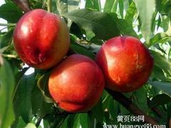 金秋紅蜜桃苗廠家：哪里能買到優(yōu)質(zhì)的金秋紅蜜桃苗