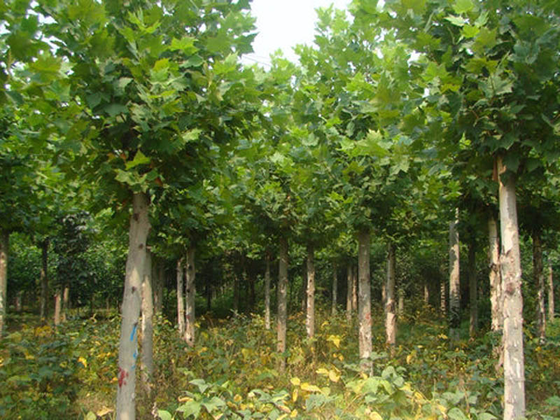 速生法桐種植基地/方林/速生法桐苗木基地/山東速生法桐基地