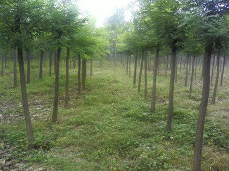 【推薦】山東刺槐供應基地_刺槐的種植技術(shù)＿刺槐價格_淄博方林