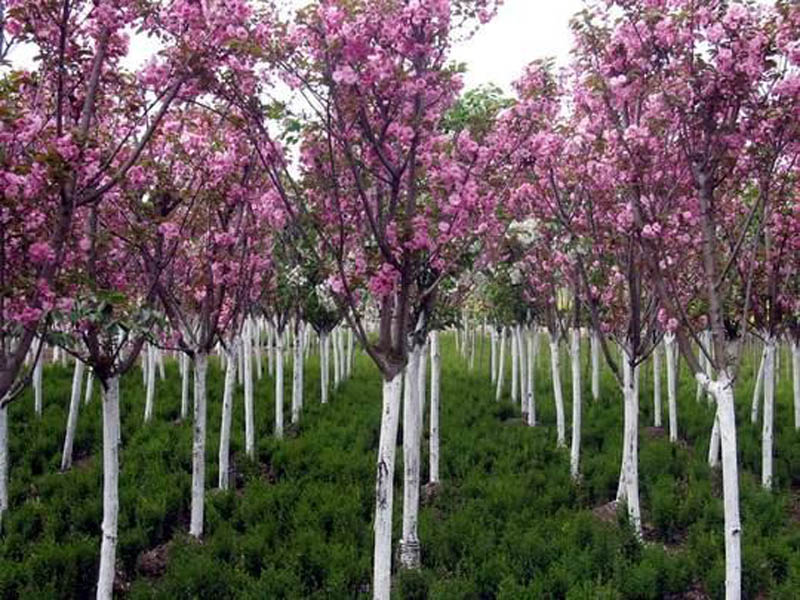 山东樱花苗木基地*供应15公分樱花*日本樱花批发_方林