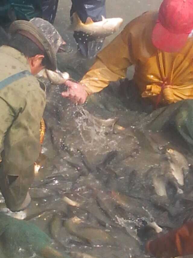 山東鯉魚苗專業(yè)養(yǎng)殖基地，養(yǎng)殖各種規(guī)格魚苗，魚苗質(zhì)量好