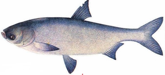山東花鰱魚苗養(yǎng)殖基地大促銷賠本賣價格優(yōu)惠回饋新老客戶