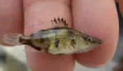 花鰱魚苗價格如何——山東哪里供應(yīng)的花鰱魚苗品質(zhì)好