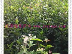 宜春圓齒野鴉椿|質(zhì)量好的圓齒野鴉椿，哪里有賣