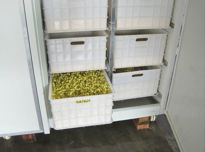 自動(dòng)箱式豆芽機(jī) 自動(dòng)箱式豆芽機(jī)供應(yīng) 自動(dòng)箱式豆芽機(jī)價(jià)格 自動(dòng)箱式豆芽機(jī)生產(chǎn)廠家