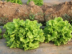 濰坊哪里有機韭菜口碑好 有機蔬菜生產