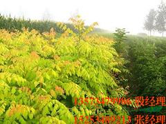 想要銷量好的金葉欒就來玉德家庭農(nóng)場：雞西金葉欒