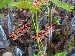 想要銷量好的金葉欒就來玉德家庭農(nóng)場：雞西金葉欒