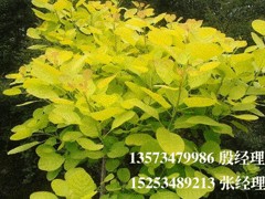 易種植的普林斯頓黃金楓苗推薦：哪里培育普林斯頓黃金楓