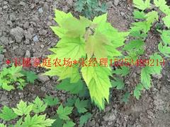 優(yōu)質(zhì)黃金楓首推玉德家庭農(nóng)場 新品種橙色之夢黃金楓