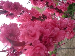 優(yōu)質(zhì)紅葉碧桃首推青州春雨苗木：優(yōu)質(zhì)紅葉碧桃價格