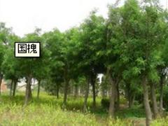 紅燈大櫻桃苗供應商哪家好_德州紅燈大櫻桃苗