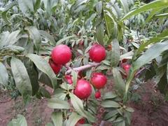 紅肉油王桃樹苗，供應山東超值的紅肉油王桃苗