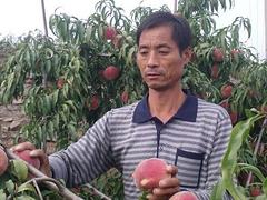 山東哪里有出售映霜紅桃苗_映霜紅桃苗批發
