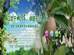 河源大葉欖仁——想要優質的大葉欖仁就來海南桂芝源