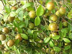 海口油茶苗——海南桂芝源_專業海南油茶苗供應商