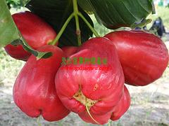 防城港天紅農業(yè)-知名的天紅一號蓮霧果批發(fā)商——廣西新鮮蓮霧果價格