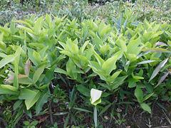 廣西哪家廣西臺灣蓮霧苗種植基地規模大，福建蓮霧苗批發