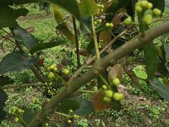 防城港蓮霧果樹苗種植基地——廣西天紅一號(hào)蓮霧苗