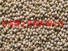 蘭州優(yōu)惠的碗碗香小米出售：金昌糯玉米面