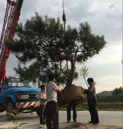 2016新推荐：莱芜造型油松基地自地种植！