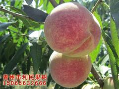 新西蘭桃苗基地：好的新西蘭桃苗青州利民苗木供應