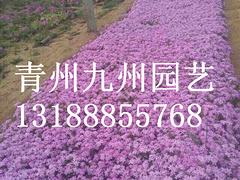 芝櫻價格，信譽好的芝櫻提供商，當屬青州九州園藝