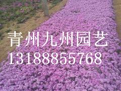 芝櫻批發——品種好的芝櫻推薦