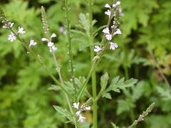 【看看看：九州=【馬鞭草批發價格】+【柳葉馬鞭草種植】】