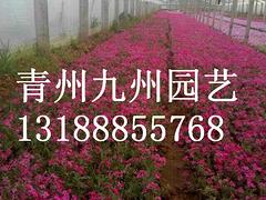 芝櫻供應——xjb高的芝櫻就在青州九州園藝