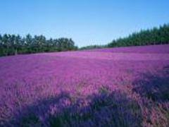 山東薰衣草基地哪家好：薰衣草基地哪家好