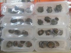 采購優惠的北冰洋野生海參絲就找綠芝野海參——優惠的野生海參