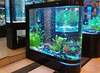 知名的蘇州觀賞魚缸廠家是哪家——超市魚缸廠家