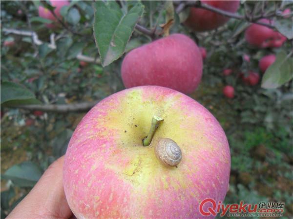 云南昭通蘋果批發(fā)2001紅富士蘋果丑蘋果糖心蘋果價格優(yōu)惠