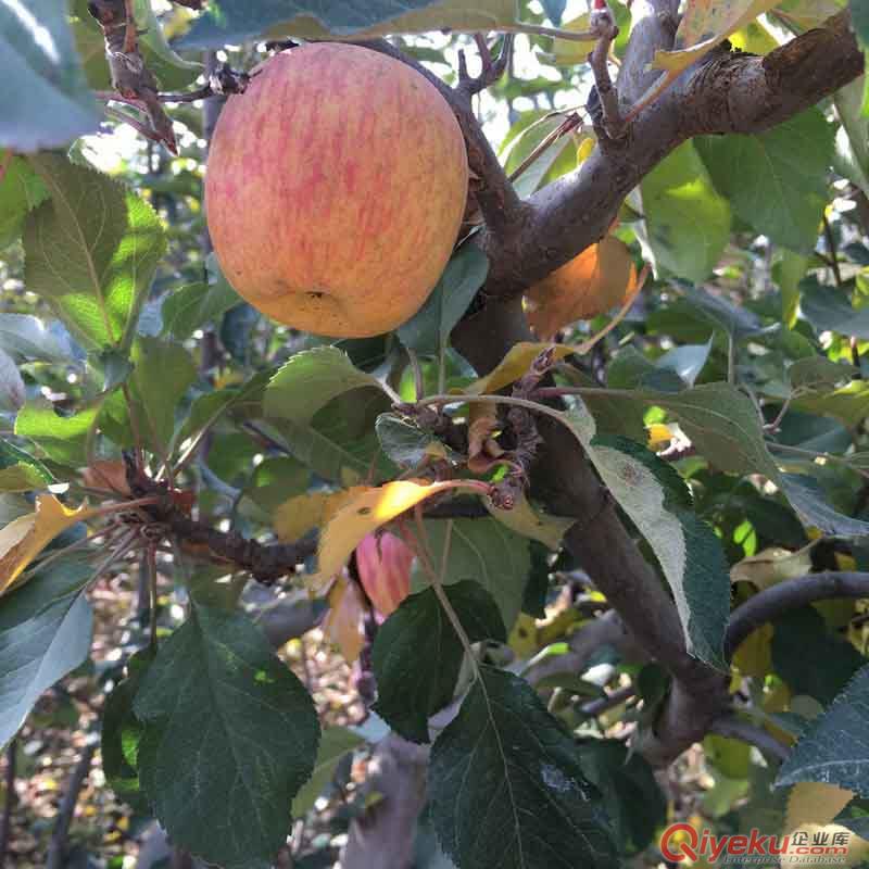 云南昭通蘋果批發(fā)zz紅富士蘋果丑蘋果糖心丑蘋果不打蠟