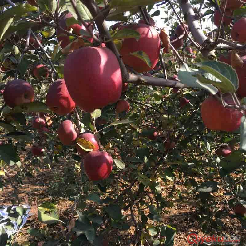 云南昭通蘋果批發(fā)zz紅富士蘋果丑蘋果糖心丑蘋果不打蠟