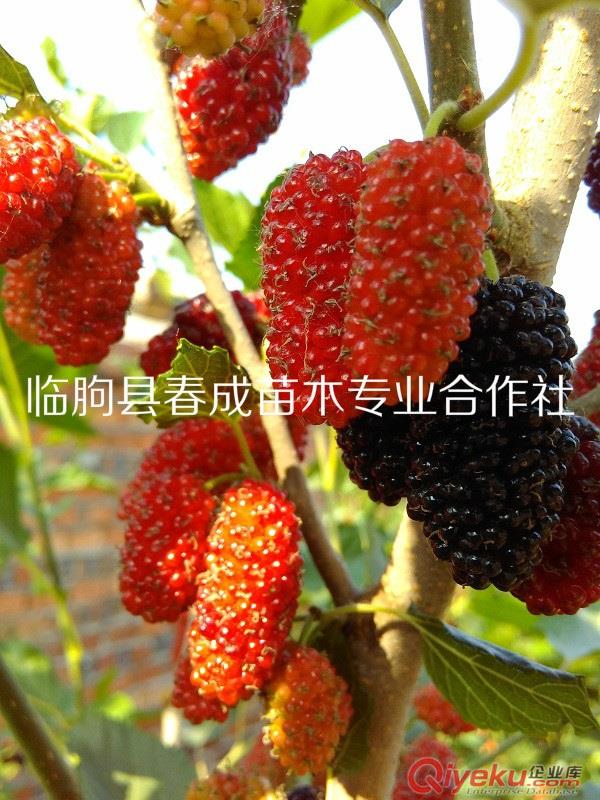 供應(yīng)北方大果桑原始圖片3