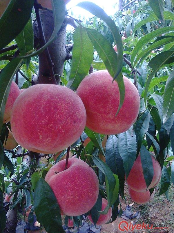 桃樹苗