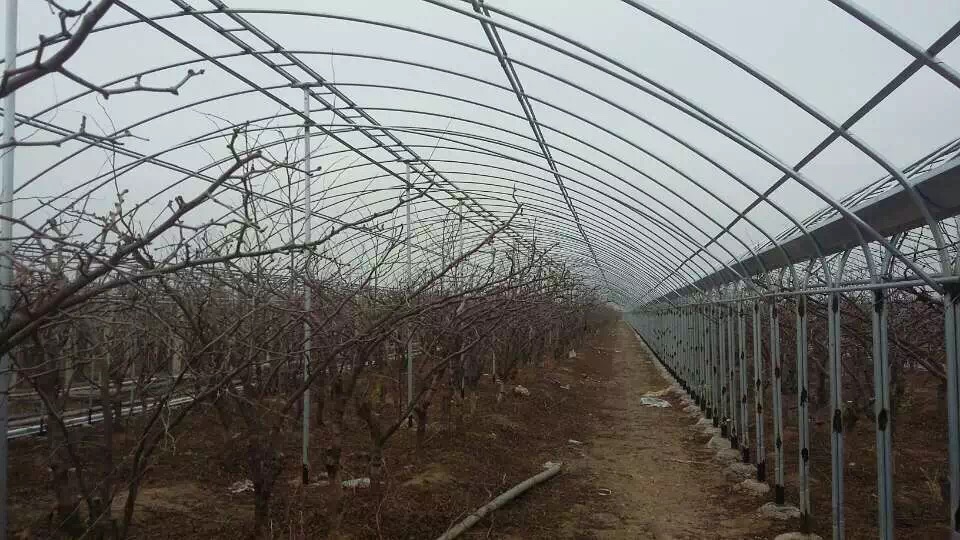連棟溫室大棚，蔬菜大棚溫室造價是多少