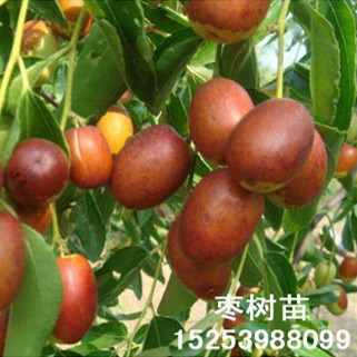 葡萄苗基地/臨沂愛民果樹