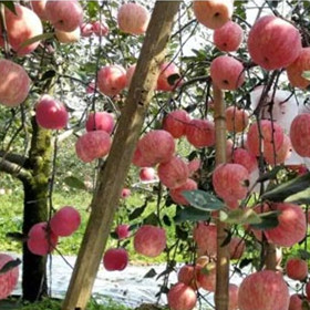 臨沂花椒苗價格/臨沂愛民果樹