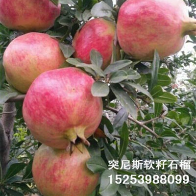 臨沂李子苗價格/臨沂愛民果樹