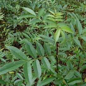 花椒苗基地/临沂爱民果树