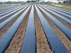 江蘇雙色膜_山東具有口碑的銀黑雙色膜生產基地