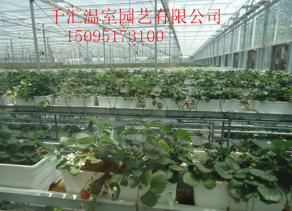 專業(yè)的溫室大棚推薦_大棚配件公司