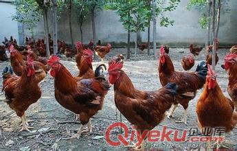 紅公雞苗批發價格